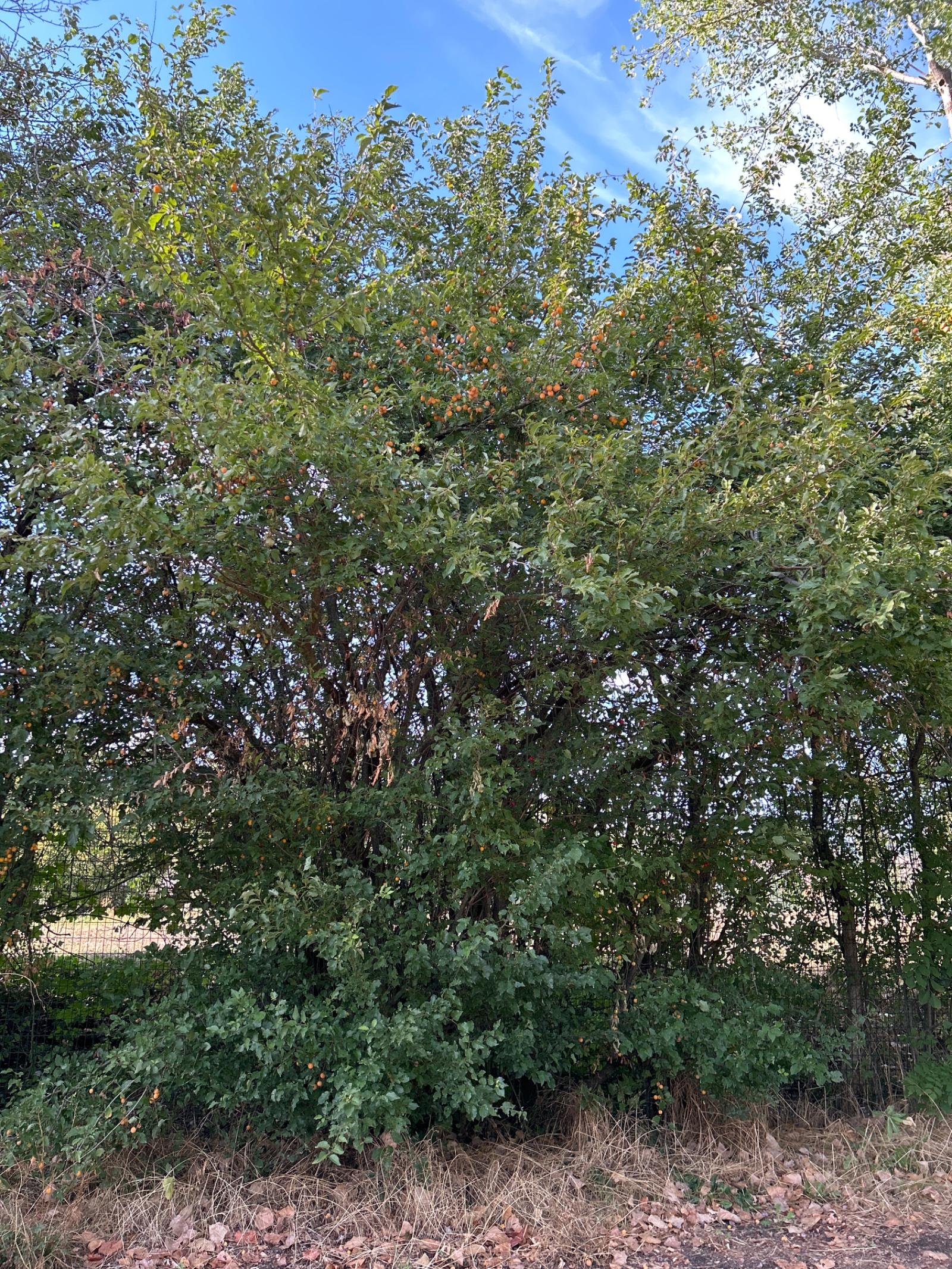 Mirabellier de loin