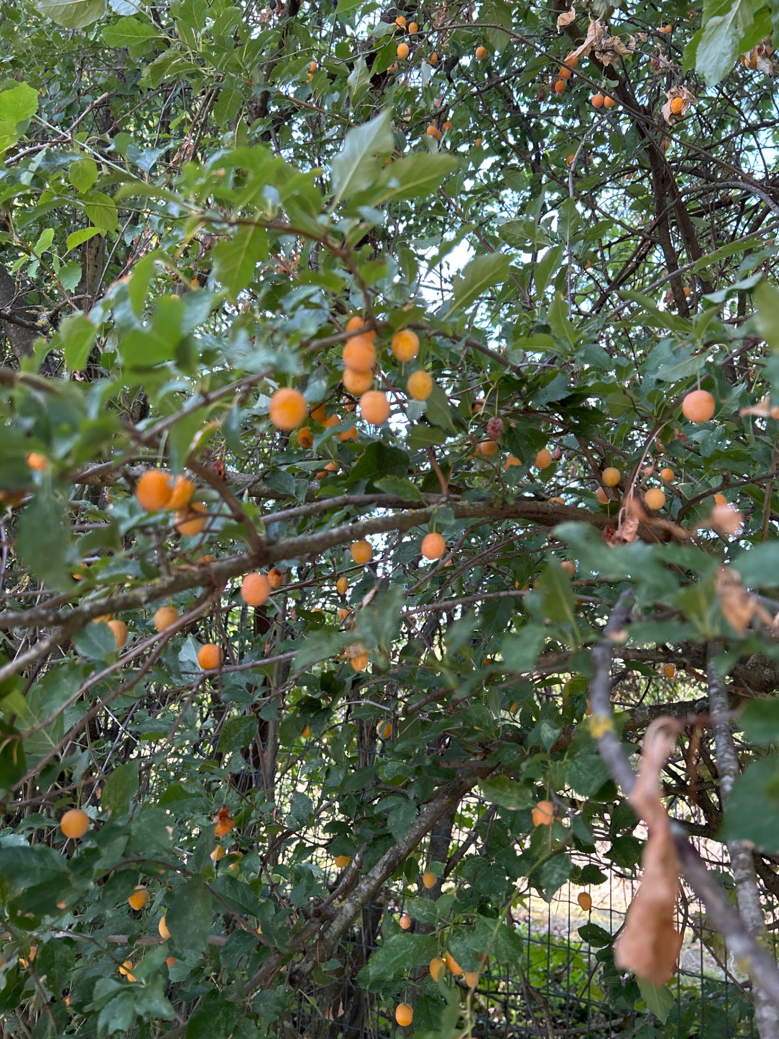Mirabelles de près